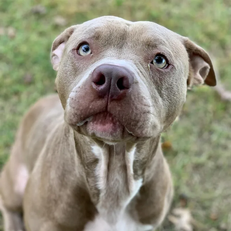 An adult medium-sized male Pit Bull Terrier dog named Koda for adoption in Blairsville, GA