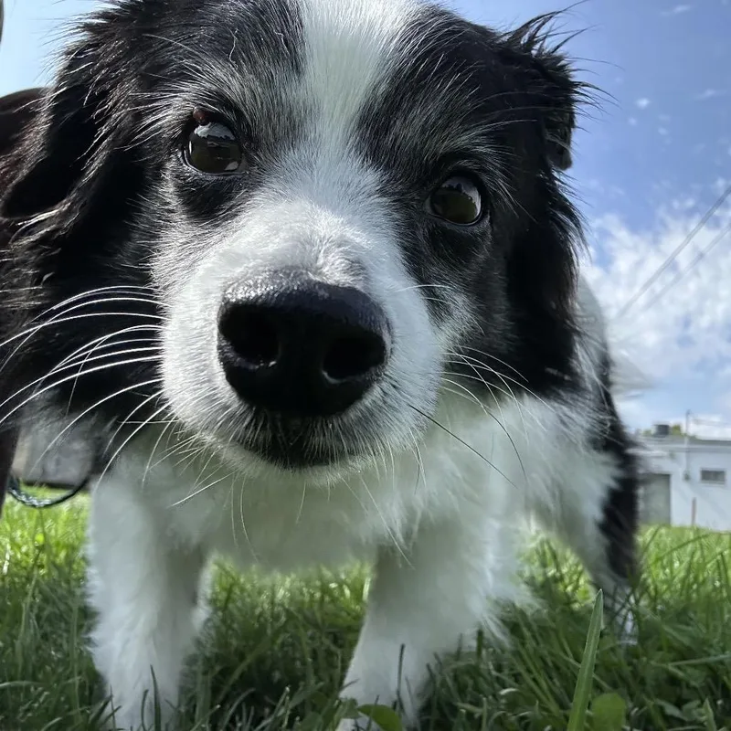 Buddy thumbnail 2