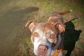 An adult medium-sized female Pit Bull Terrier dog named Layla for adoption in Charlotte, NC