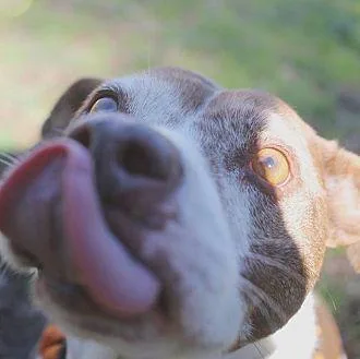 Layla thumbnail 4
