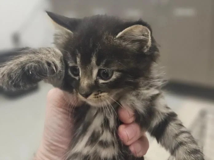 A baby large-sized female Domestic Medium Hair cat named Thebe for adoption in Van Nuys, CA