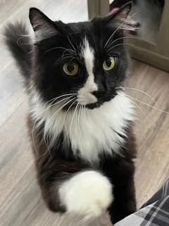 An adult medium-sized female Domestic Short Hair cat named Porsche for adoption in Franklin, TN