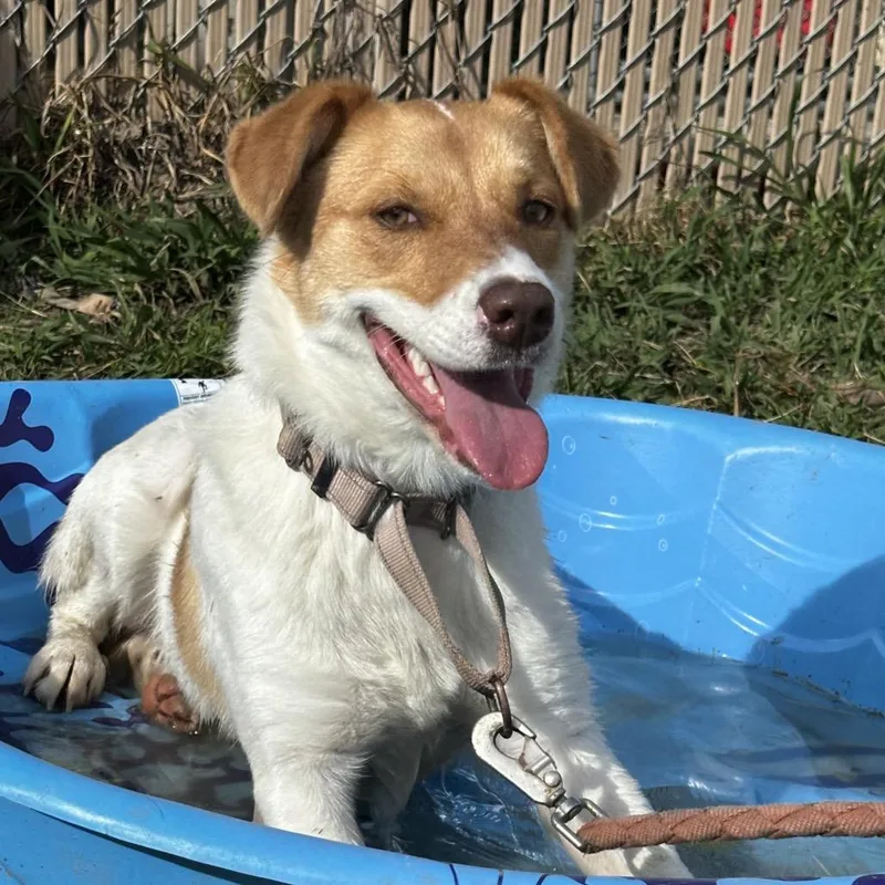 Macadamia Nut thumbnail 2