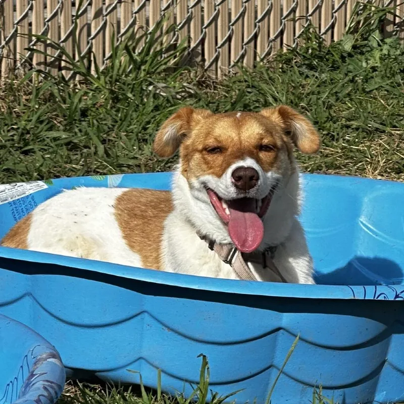 Macadamia Nut thumbnail 4