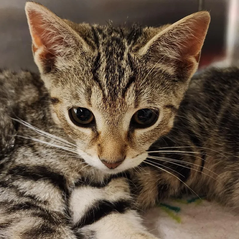 A baby small-sized female Brown / Chocolate Domestic Short Hair cat named Stars for adoption in Elizabeth City, NC