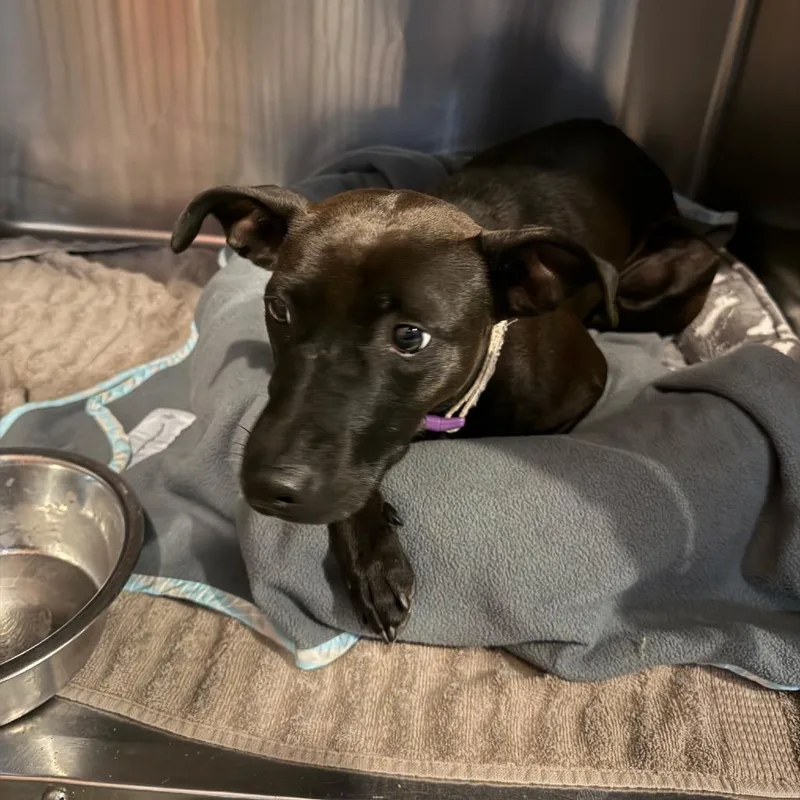 An adult medium-sized female Black Terrier dog named Portabella for adoption in Walden, NY