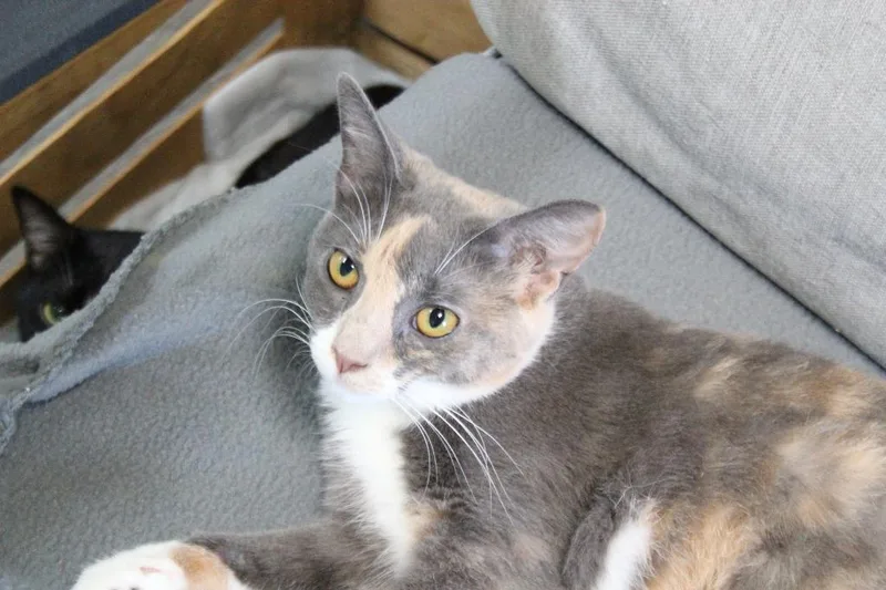 An adult medium-sized female Domestic Short Hair cat named Nashville for adoption in Rome, GA
