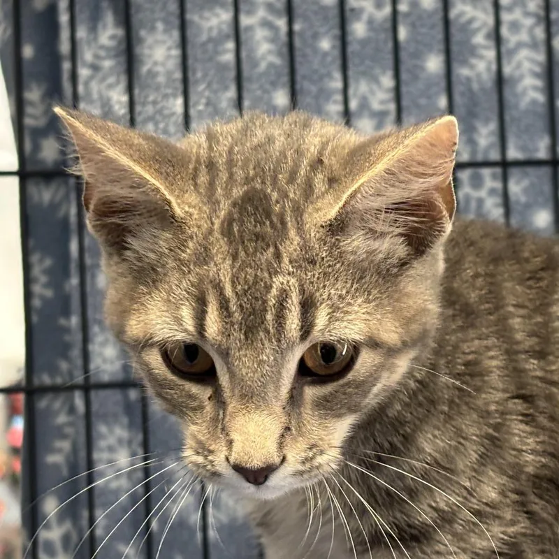 A young medium-sized male Gray / Blue / Silver Domestic Short Hair cat named Horse Boot for adoption in Davenport, IA
