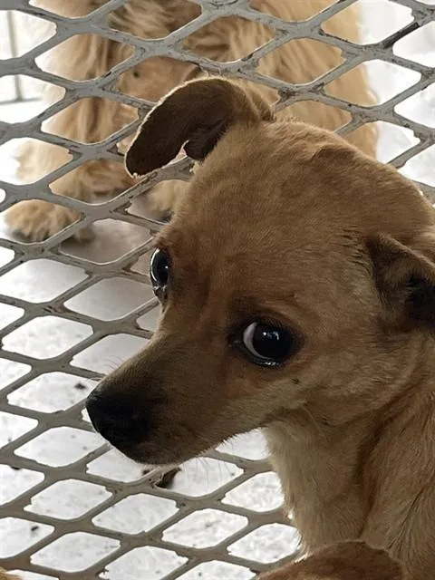 An adult small-sized female Red / Chestnut / Orange Chihuahua dog named Snickerdoodle Urgnet for adoption in Thousand Oaks, CA