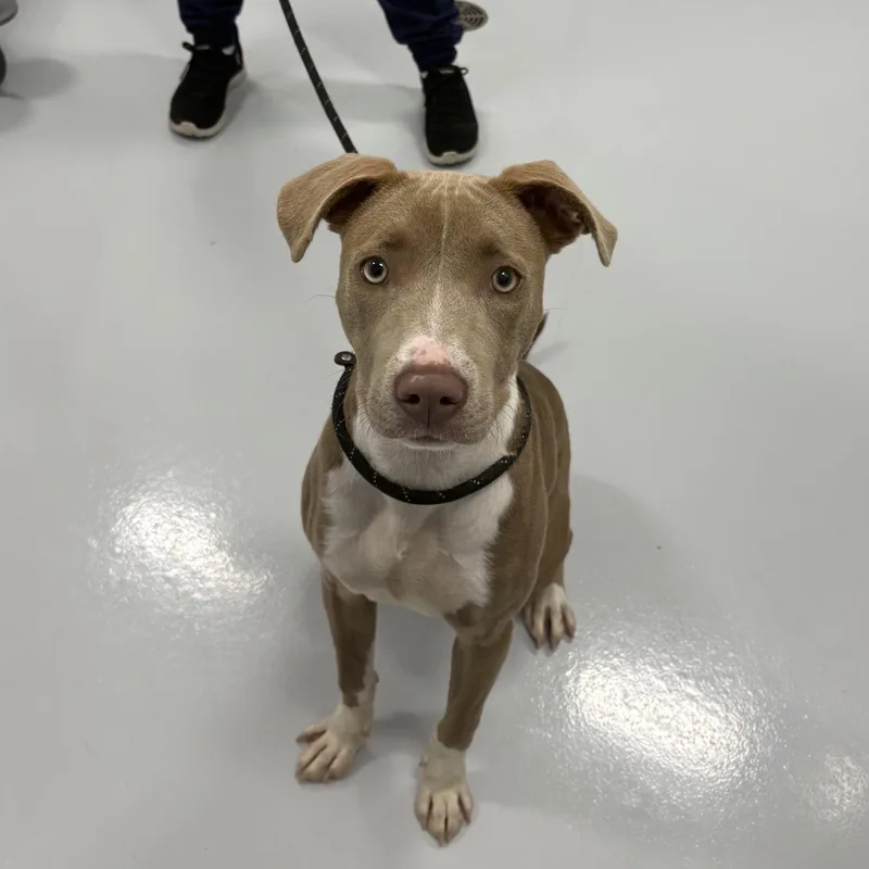 A young medium-sized female Yellow / Tan / Blond / Fawn Mixed Breed dog named Meadow for adoption in Kankakee, IL