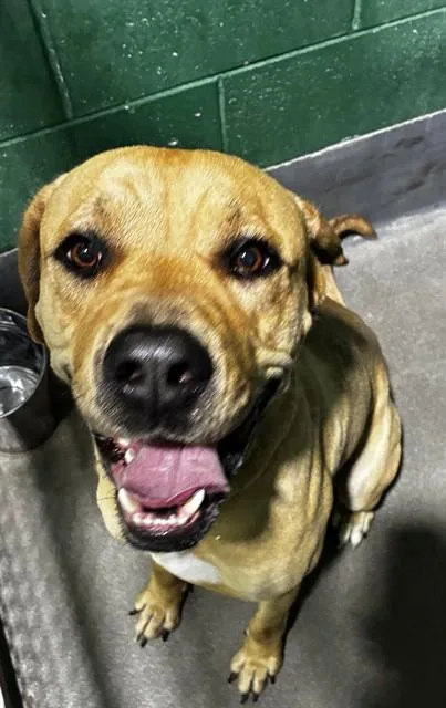 A young extra large-sized male Mastiff dog named Sampson for adoption in Upper Marlboro, MD