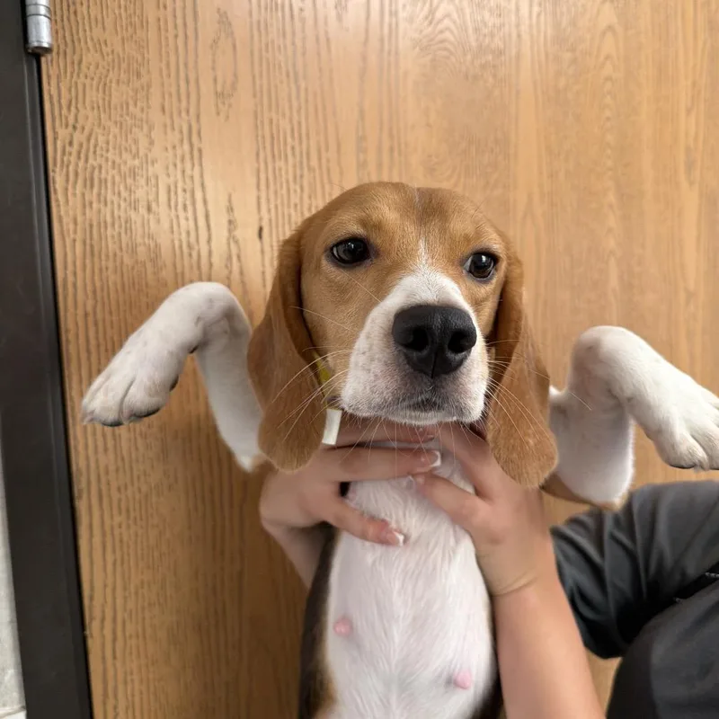 A young small-sized female Brown / Chocolate Beagle dog named Coda for adoption in LOXAHATCHEE, FL