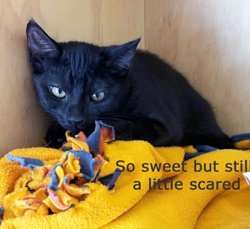 A baby medium-sized female Black Domestic Short Hair cat named Elphaba for adoption in San Clemente, CA
