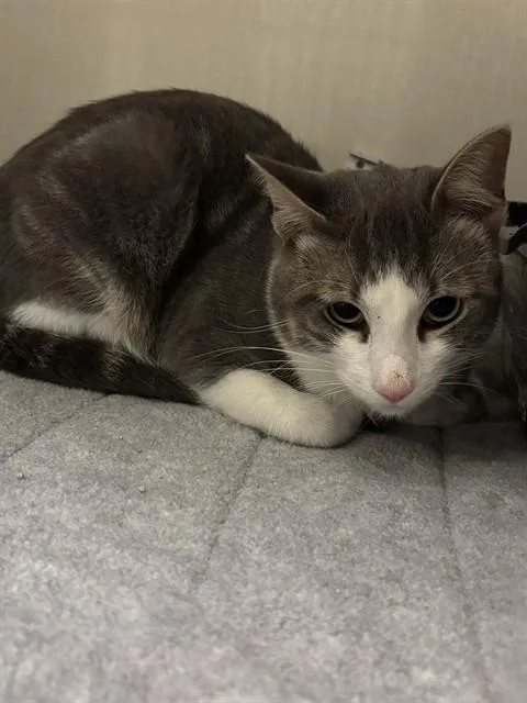 An adult medium-sized male Domestic Short Hair cat named Nico for adoption in Forney, TX