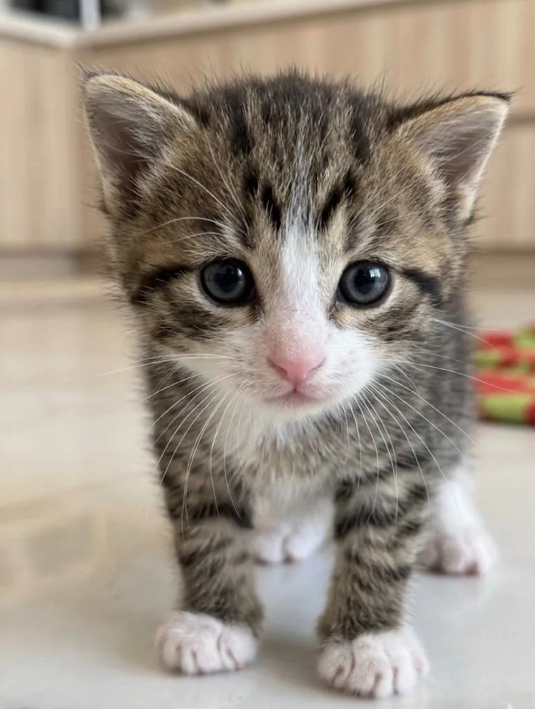 A baby small-sized male Domestic Short Hair cat named Jordan for adoption in Ewing, NJ