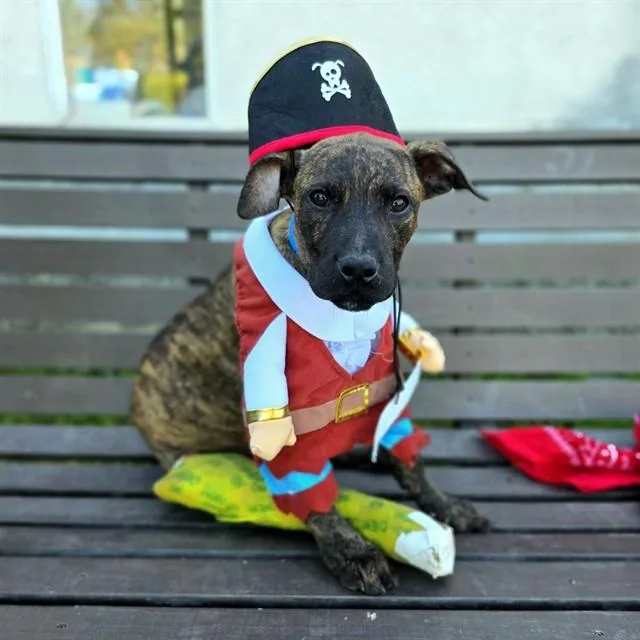 A baby small-sized male Pit Bull Terrier dog named Petey for adoption in Long Beach, CA