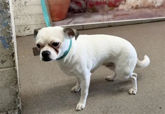 A young small-sized female Pug dog named Bunny for adoption in San Bernardino, CA