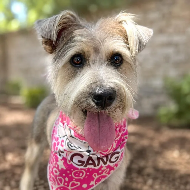 An adult small-sized female White / Cream Schnauzer dog named PomPom for adoption in Boerne, TX