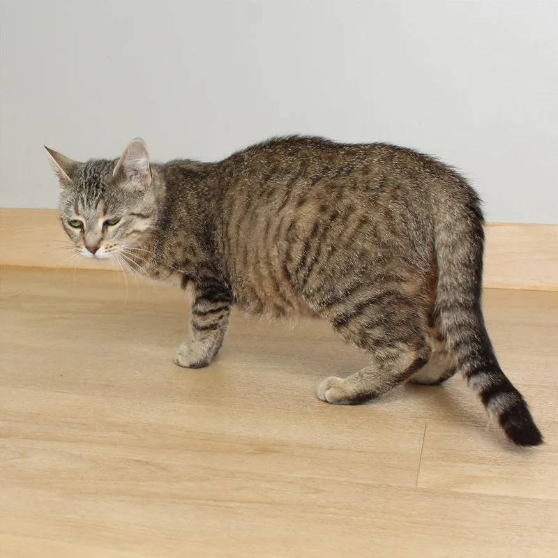 Meowzarella C thumbnail 2