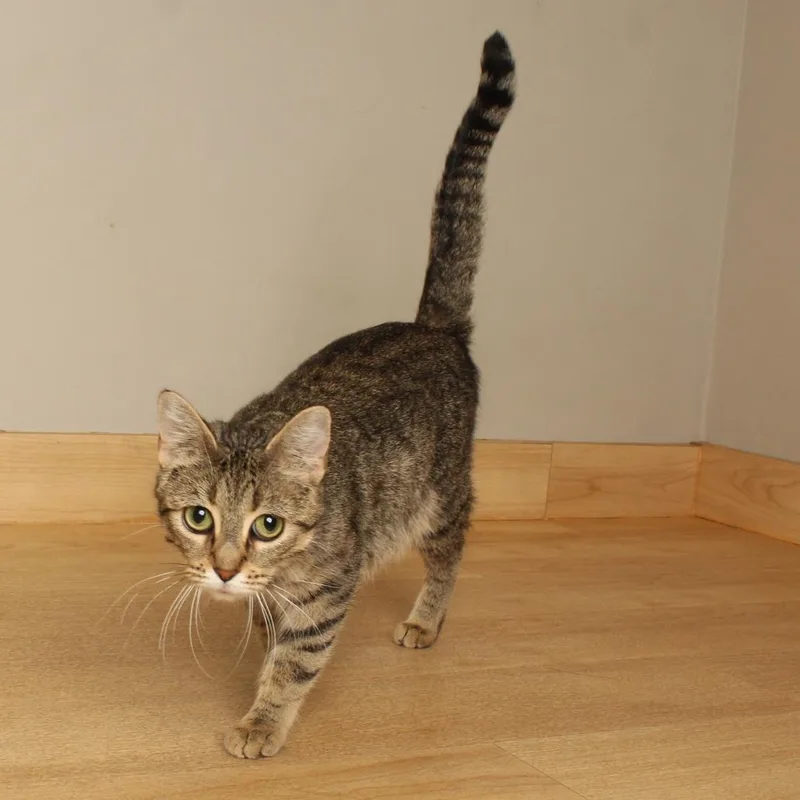 Meowzarella C thumbnail 3