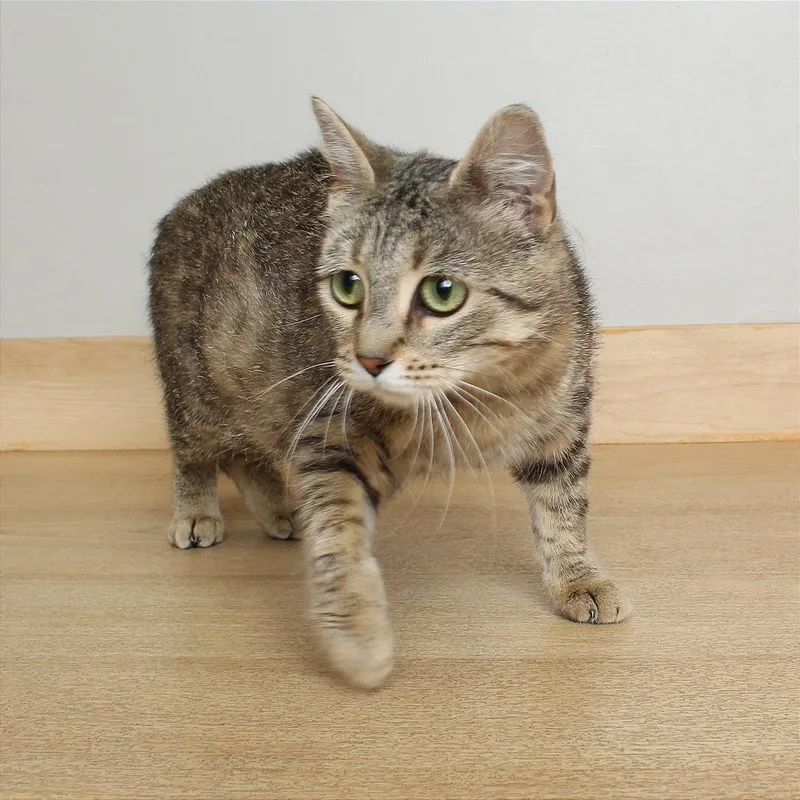 Meowzarella C thumbnail 4