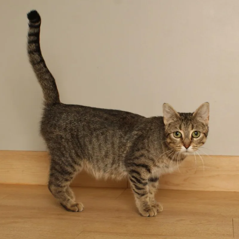 Meowzarella C thumbnail 5
