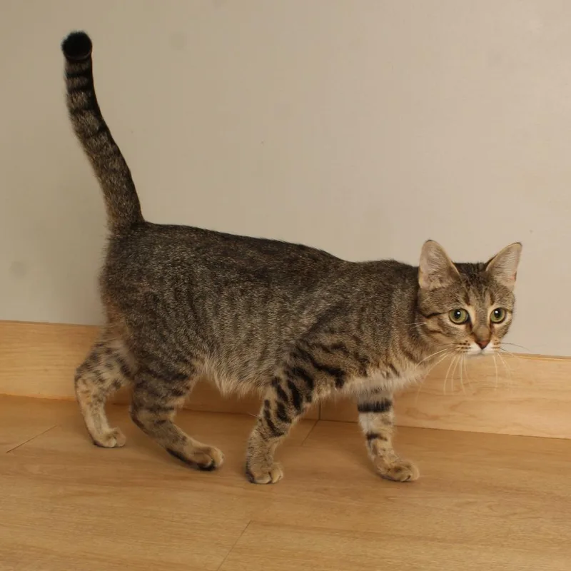 Meowzarella C thumbnail 6