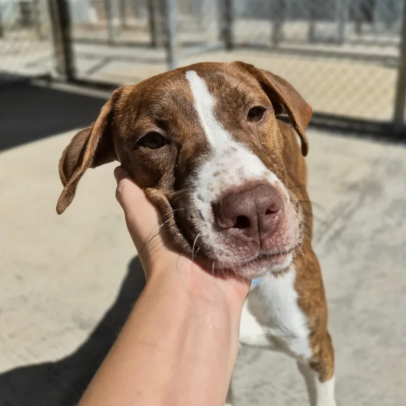 A young medium-sized female Plott Hound dog named Cricket for adoption in Cornelius, NC