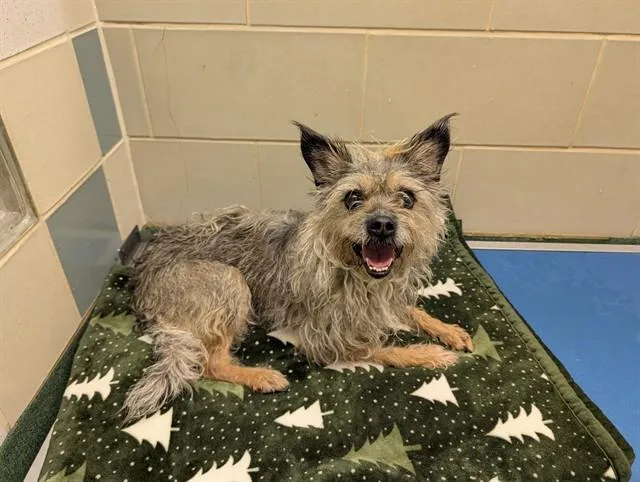 An adult small-sized female Miniature Schnauzer dog named Juniper A for adoption in Plano, TX