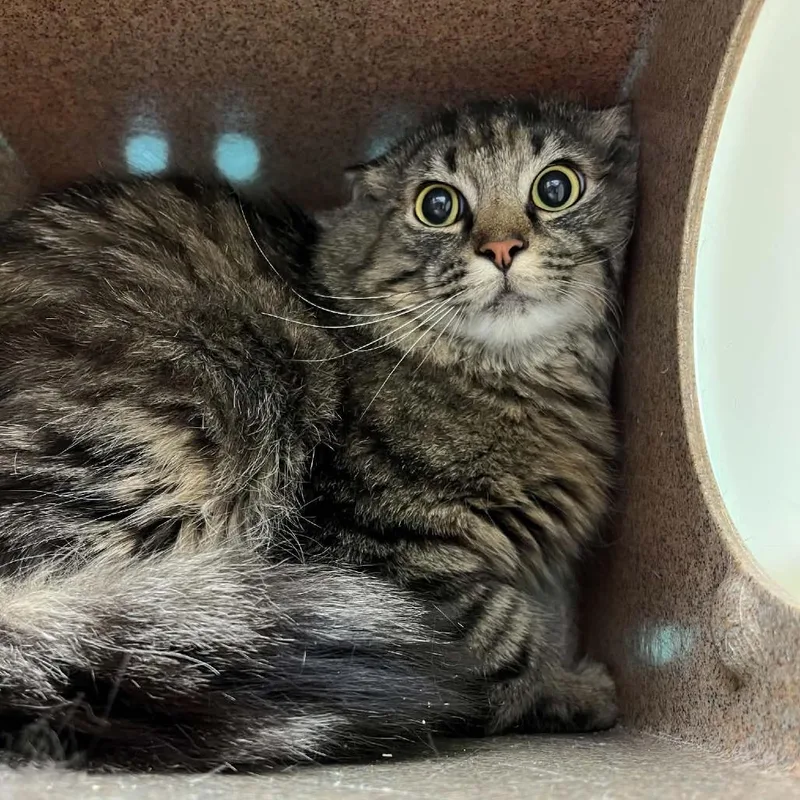 A young medium-sized male Brown / Chocolate Domestic Medium Hair cat named Kodiak for adoption in Verona, VA