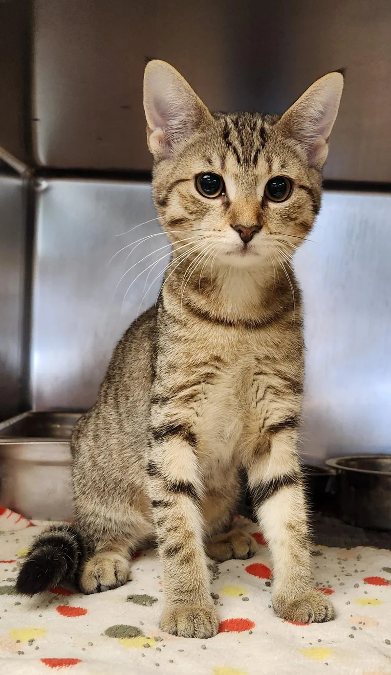 A baby medium-sized female Tabby (Buff / Tan / Fawn) Domestic Short Hair cat named Maluku for adoption in Clayton, NJ