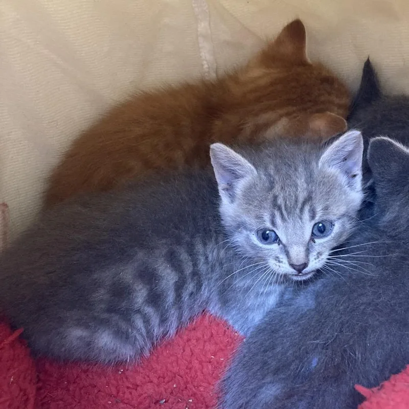 A baby small-sized female Gray / Blue / Silver Domestic Short Hair cat named Katrina for adoption in Galveston, TX