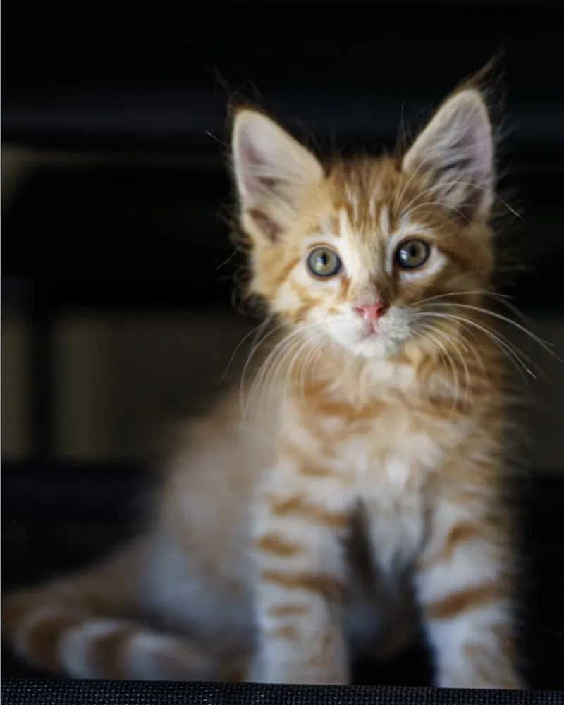 A baby large-sized male Tabby (Orange / Red) Maine Coon cat named Simba for adoption in LAMPASAS, TX