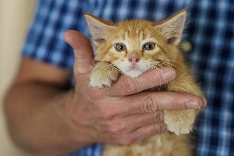 Simba thumbnail 2