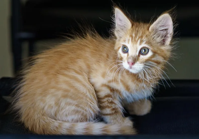 Simba thumbnail 3