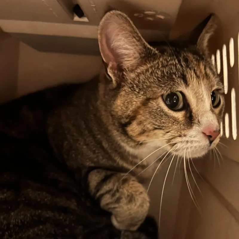 An adult medium-sized female Gray / Blue / Silver Domestic Short Hair cat named Jumble for adoption in Oak Park, IL