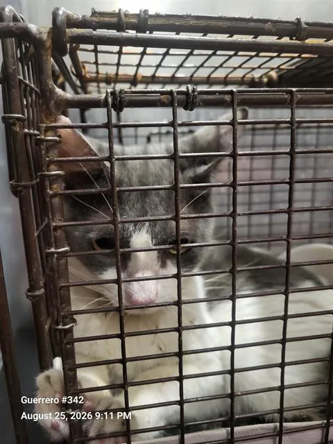A young medium-sized female Domestic Short Hair cat named Tuna for adoption in San Antonio, TX