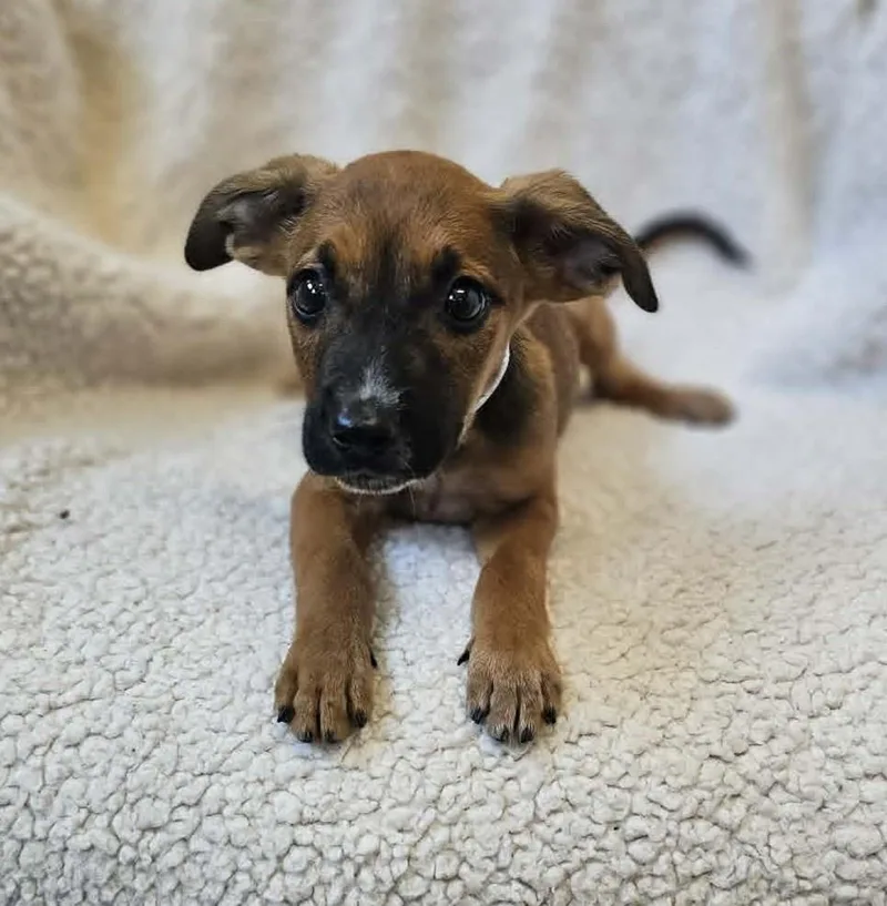 An adult medium-sized male Black Mouth Cur dog named Grayson for adoption in Rockwall, TX
