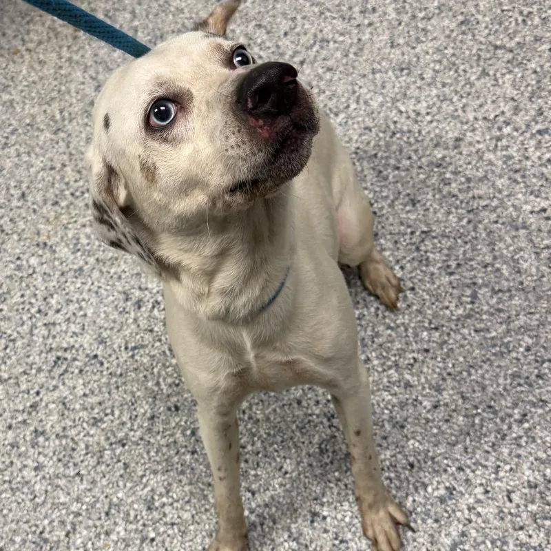 An adult medium-sized male White / Cream Hound dog named Roland for adoption in Birmingham, AL