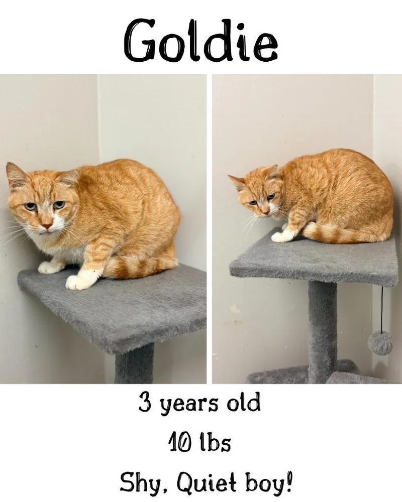 An adult small-sized male Domestic Short Hair cat named Goldie for adoption in Albany, GA