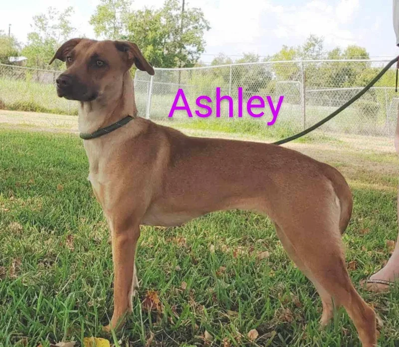 Ashley thumbnail 3