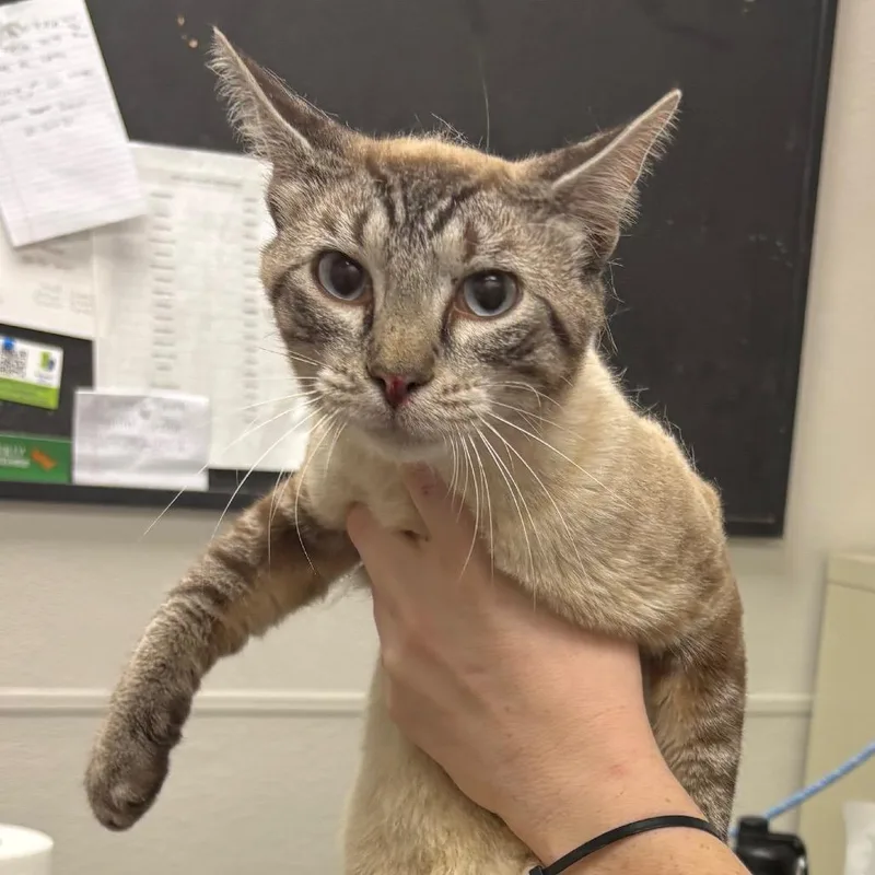 A senior medium-sized male Cream / Ivory Domestic Short Hair cat named Button for adoption in Columbiana, AL