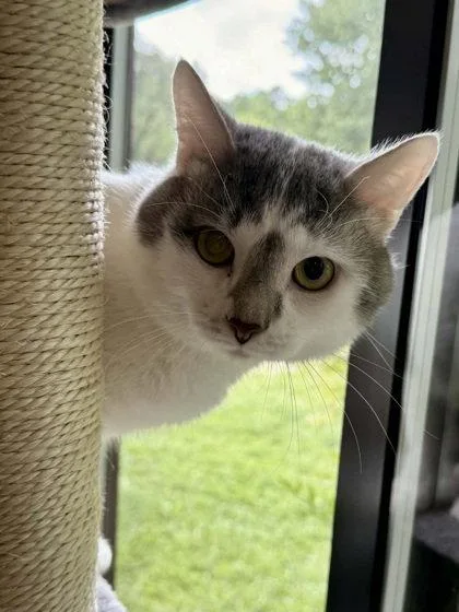An adult small-sized male Gray & White Domestic Short Hair cat named Hyde for adoption in Midland, VA