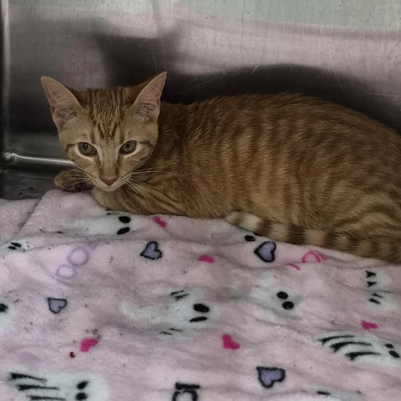 A baby medium-sized male Orange / Red Domestic Short Hair cat named Gingerbread Man for adoption in Ardmore, OK