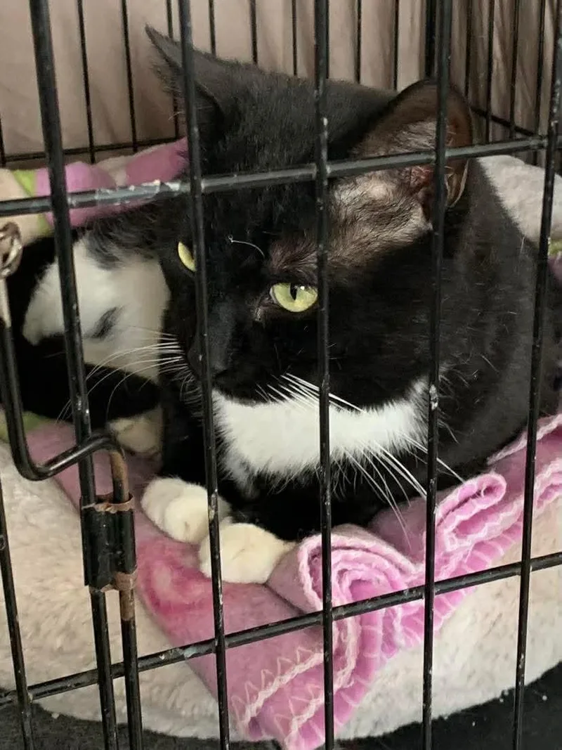 An adult medium-sized male Black & White / Tuxedo Domestic Short Hair cat named Gizmo for adoption in Acushnet, MA
