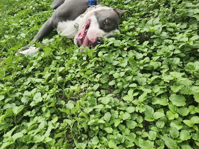 An adult large-sized male American Staffordshire Terrier dog named Max for adoption in San Antonio, TX