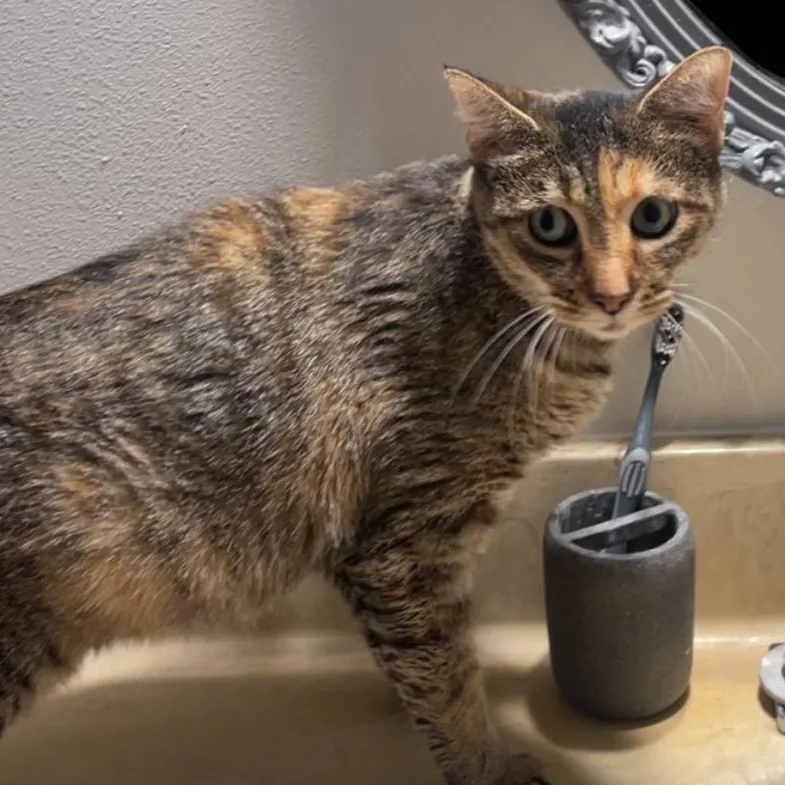 Priscilla thumbnail 2