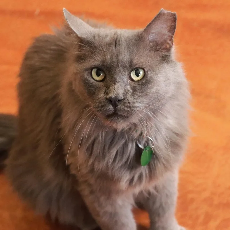 An adult small-sized male Gray / Blue / Silver Domestic Medium Hair cat named Adade for adoption in Tucson, AZ