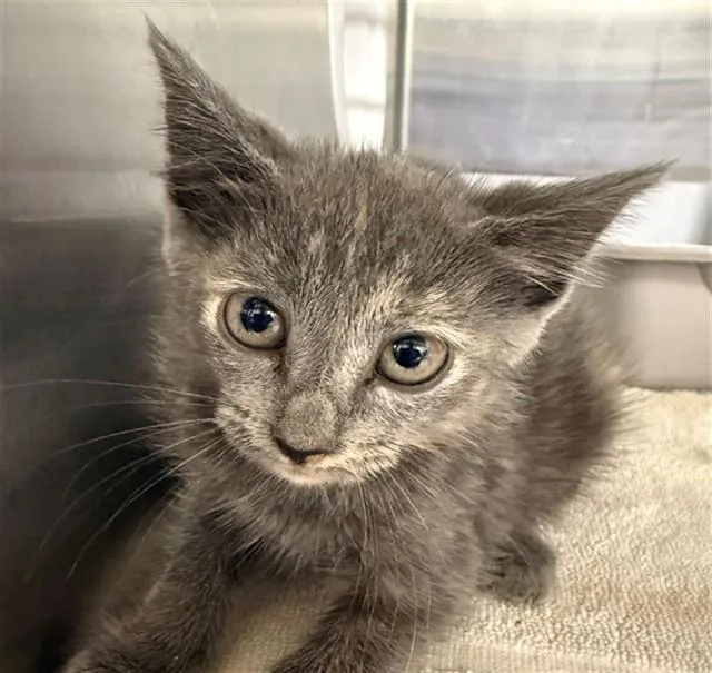 A baby small-sized female Domestic Short Hair cat named Ginger for adoption in Conroe, TX
