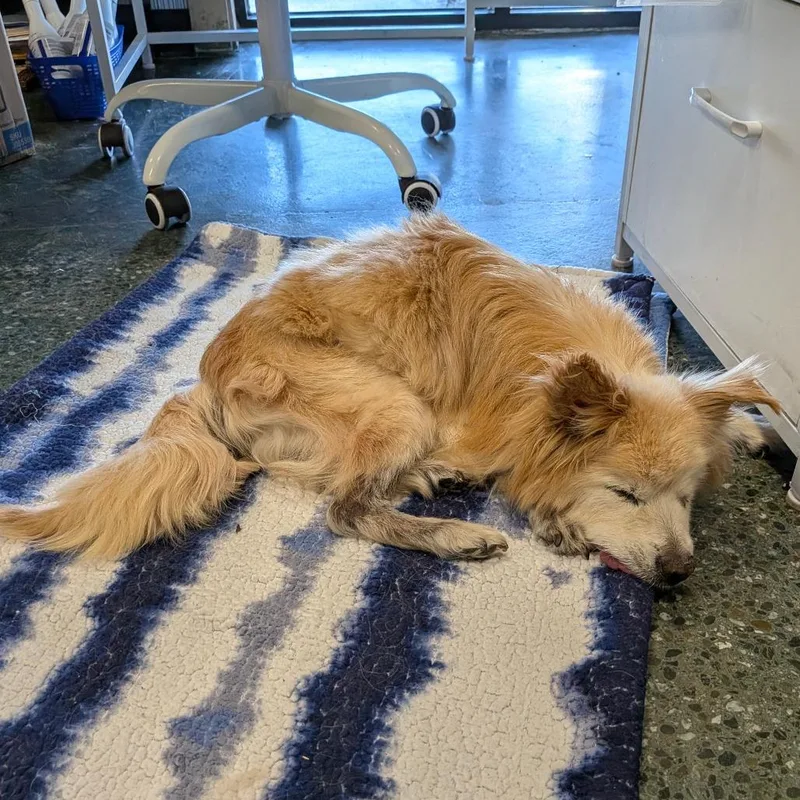 A senior small-sized male Pomeranian dog named Cody for adoption in Chico, CA